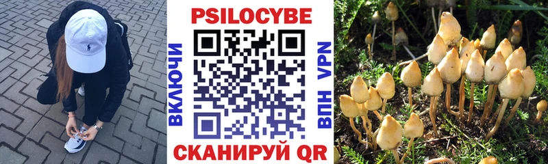 купить наркотики цена  Ардатов  Галлюциногенные грибы Psilocybine cubensis 